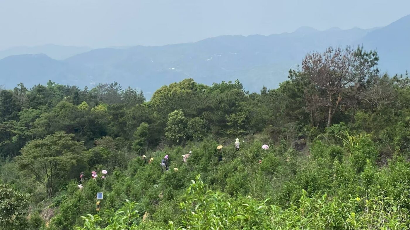 Thunder Wood Fenghuang Dancong