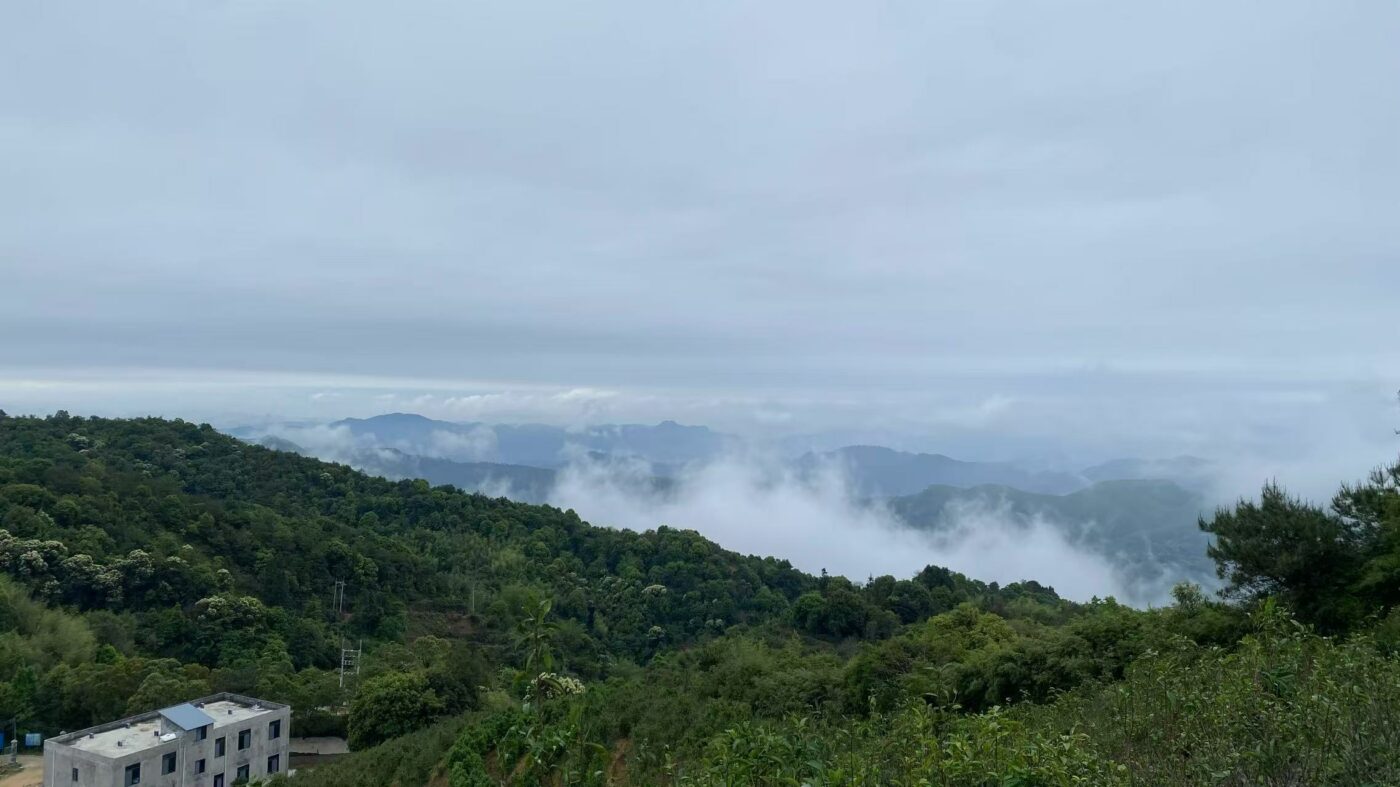 Thunder Wood Fenghuang Dancong