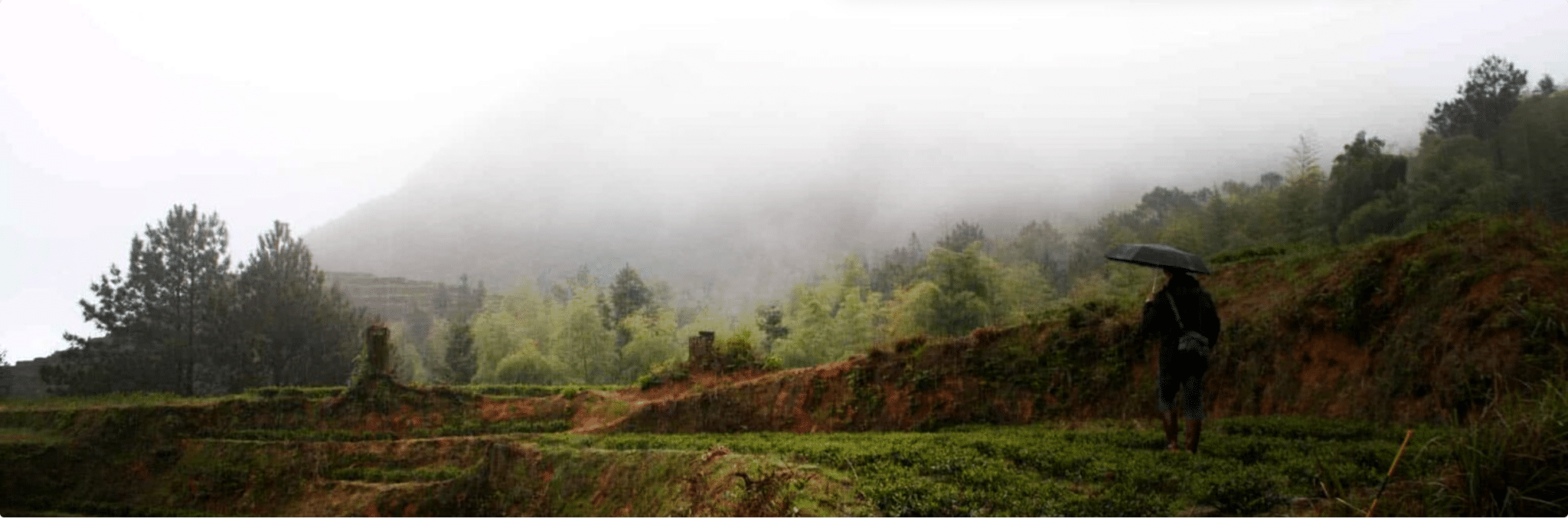 Te och servering i lugn miljö