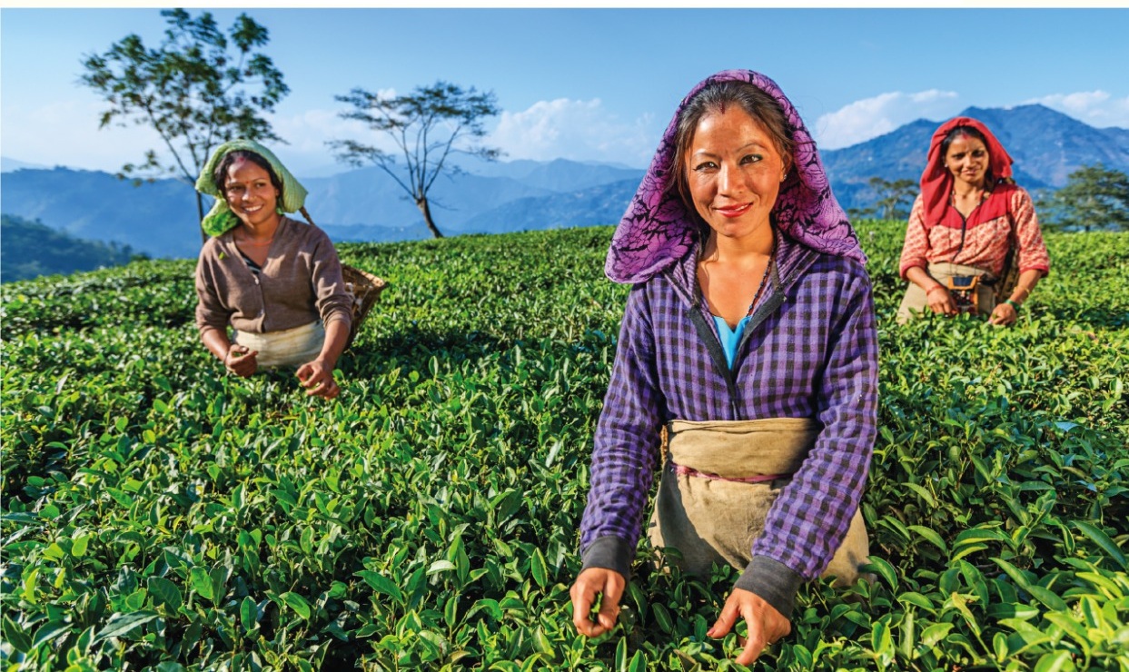 Teplockare på Samabeong Tea Garden högt uppe i Darjeeling med Himalayas berg i bakgrunden