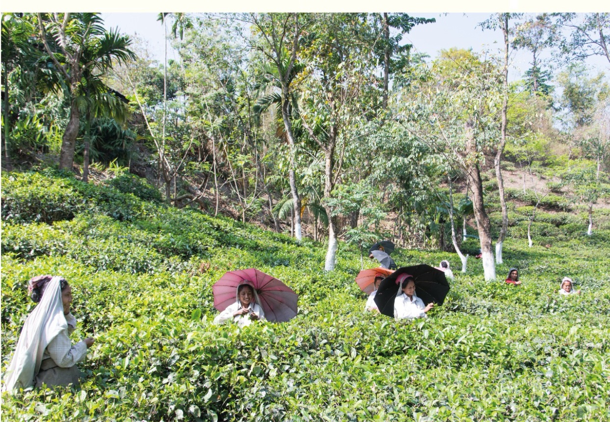 Ekologiska teodlingar på Seeyok Tea Garden i Darjeeling med träd och annan växtlighet mellan tebuskarna