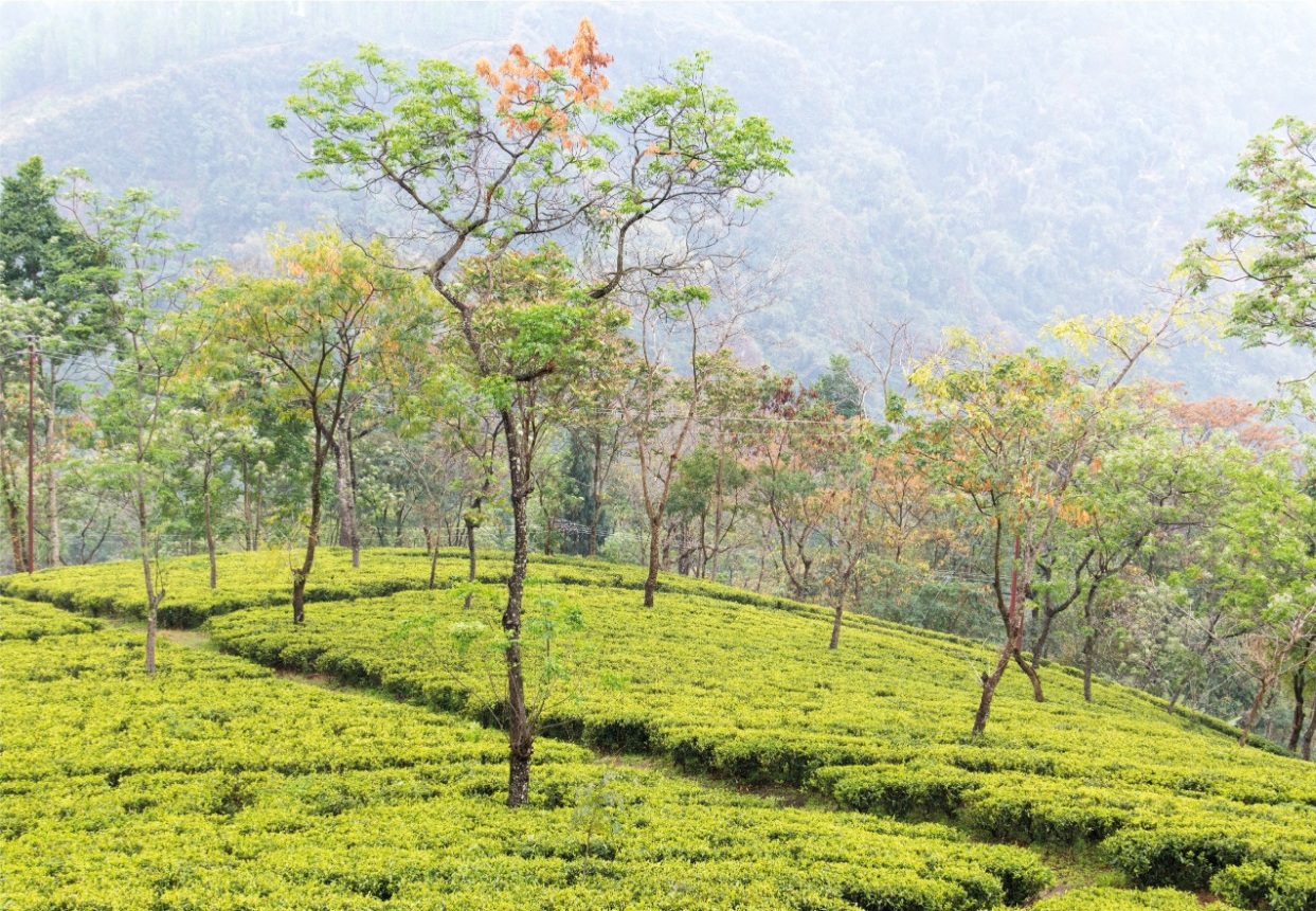 Singell Tea Garden i Darjeeling med gamla tebuskar, skuggande träd och bergssluttningar